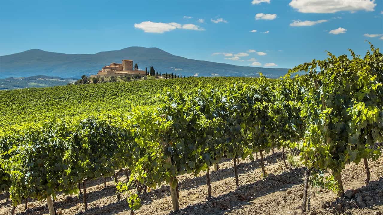 Pinot-grigio-Header